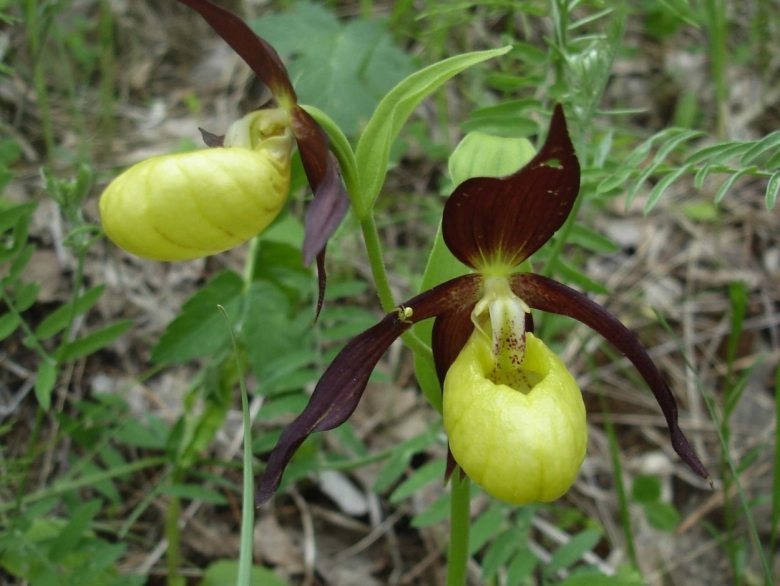 Венерин башмачок трава Алтай