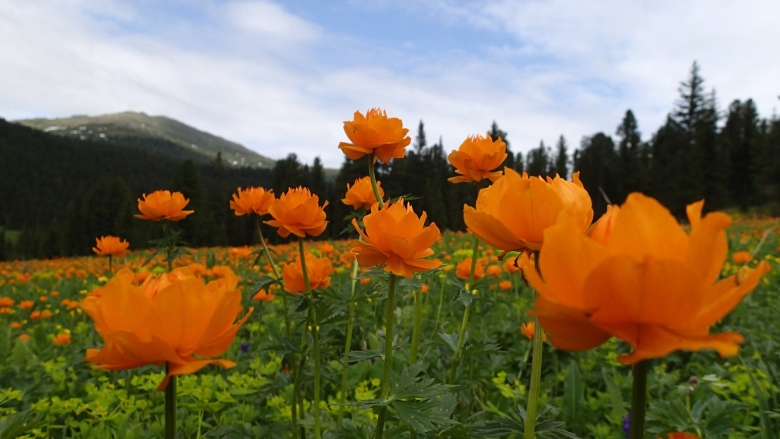 Купальница Алтайская Алтайский заповедник