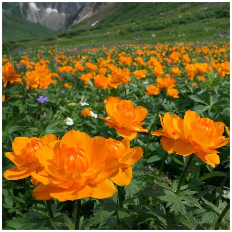 Купальница азиатская Trollius asiaticus