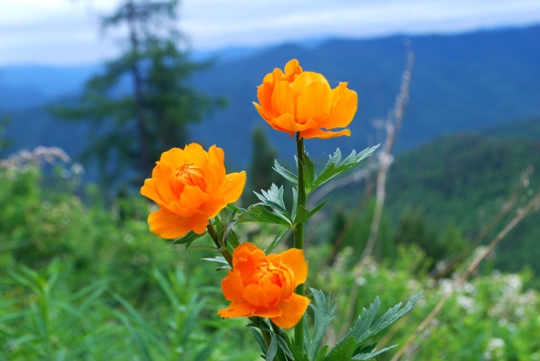 Купальница азиатская огоньки
