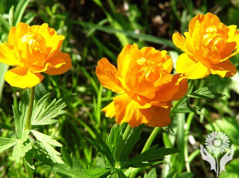 Купальница джунгарская