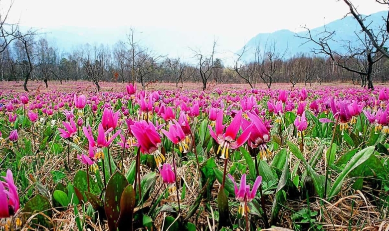 Кандык Сибирский на Алтае