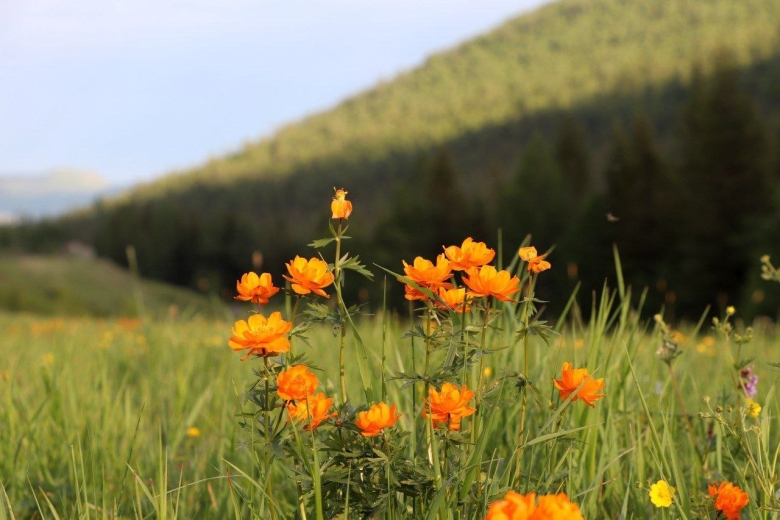 Сибирская купальница жарки