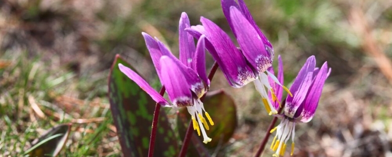 Горный Алтай Кандык