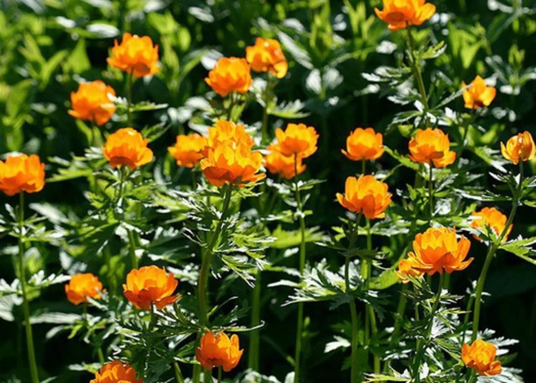 Алтайская купальница цветок