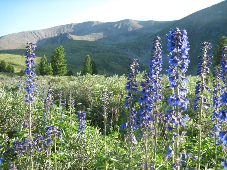 Травы Алтайского края