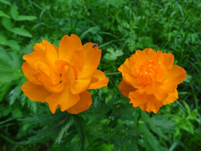 Trollius asiaticus