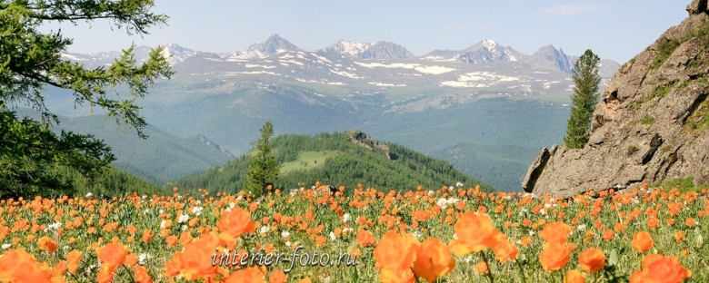 Уймонская Долина Алтай цветы огоньки