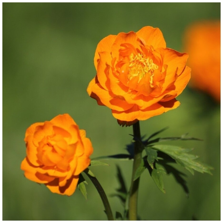 Купальница азиатская огоньки