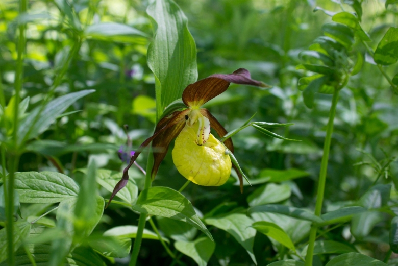 Венерин башмачок Алтайский край