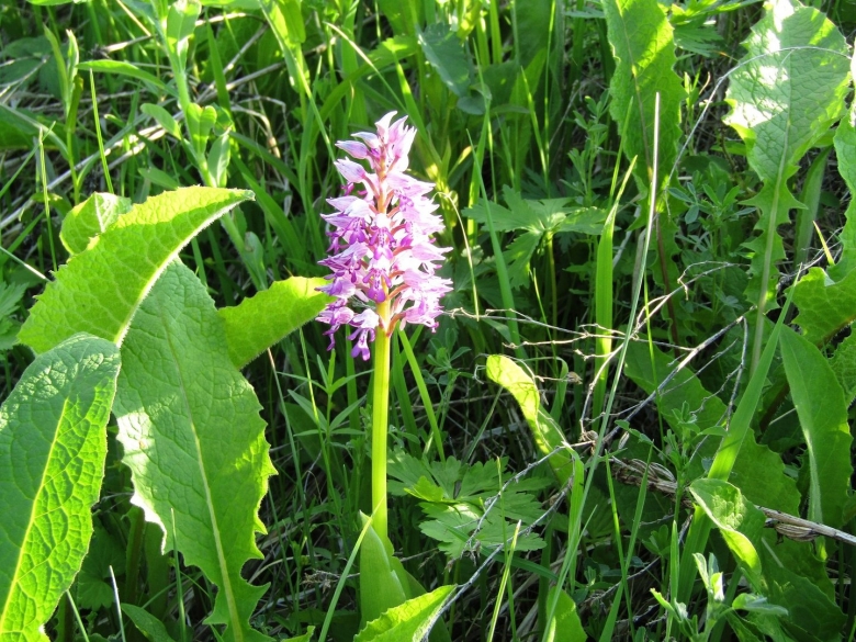 Растения Алтайского края