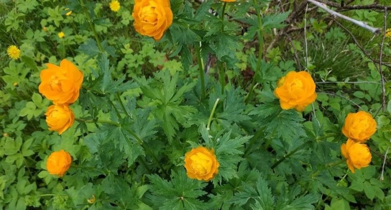 Купальница сибирская