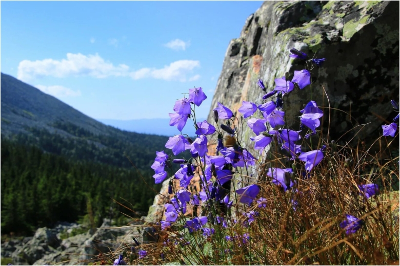 Флора заповедника Басеги