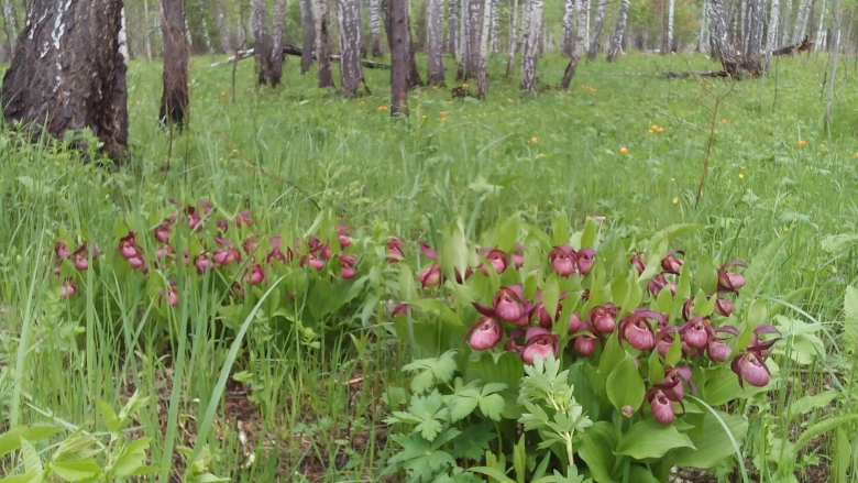 Сибирские первоцветы саранки