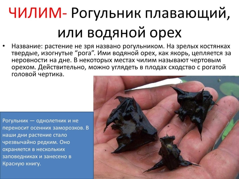 Водяной орех плавающий рогульник Чилим чертов орех