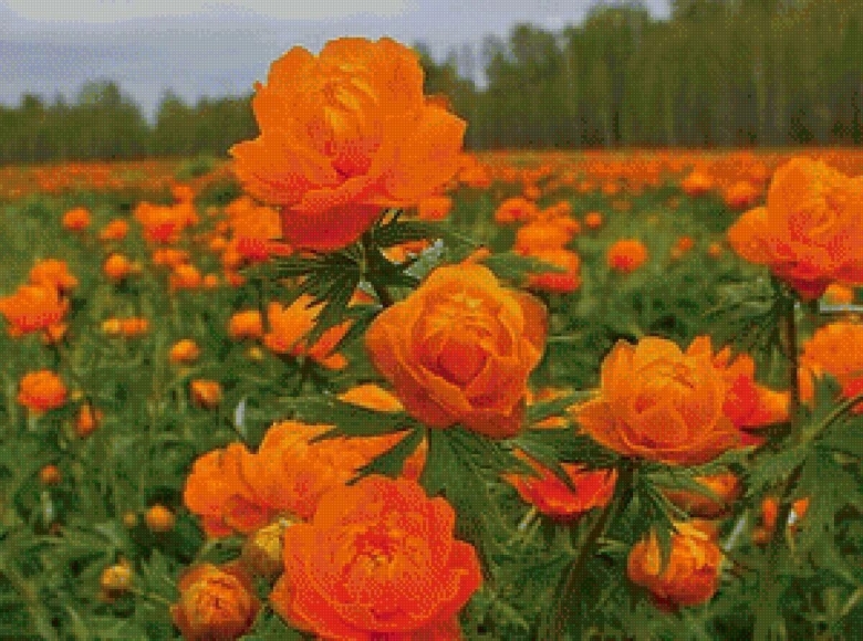 Сибирская купальница азиатская