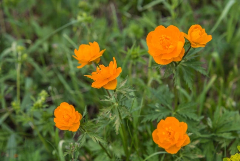 Купальница китайская