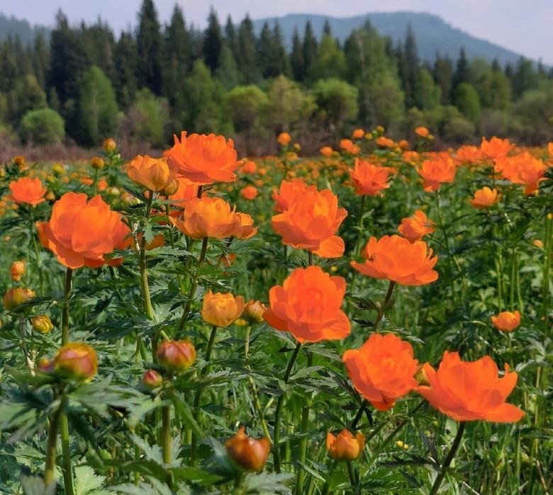 Сибирская купальница жарки