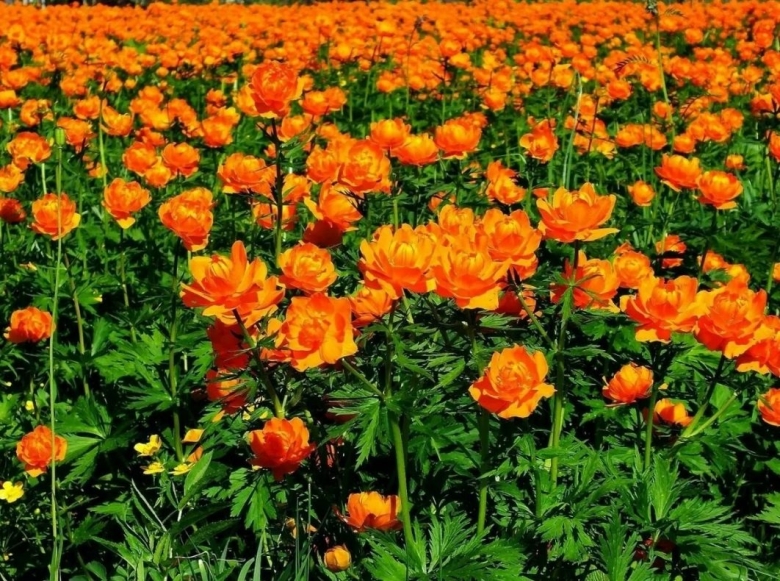 Сибирская купальница азиатская