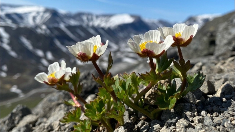 Тундра Арктическая и Альпийская