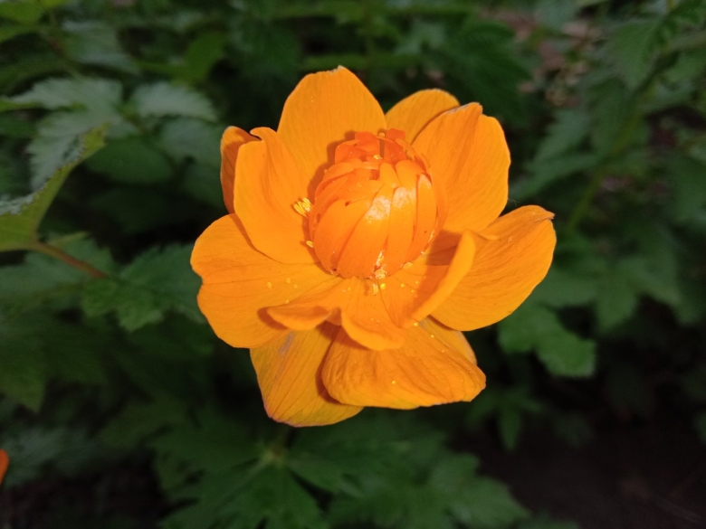 Купальница азиатская огоньки