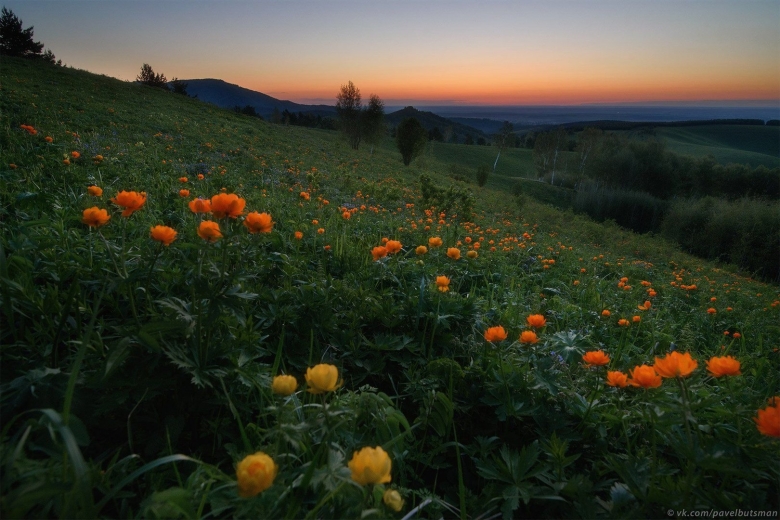Купальница азиатская на Алтае