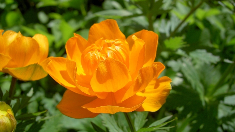 Сибирская купальница азиатская