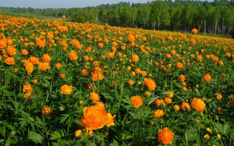 Сибирская купальница жарки