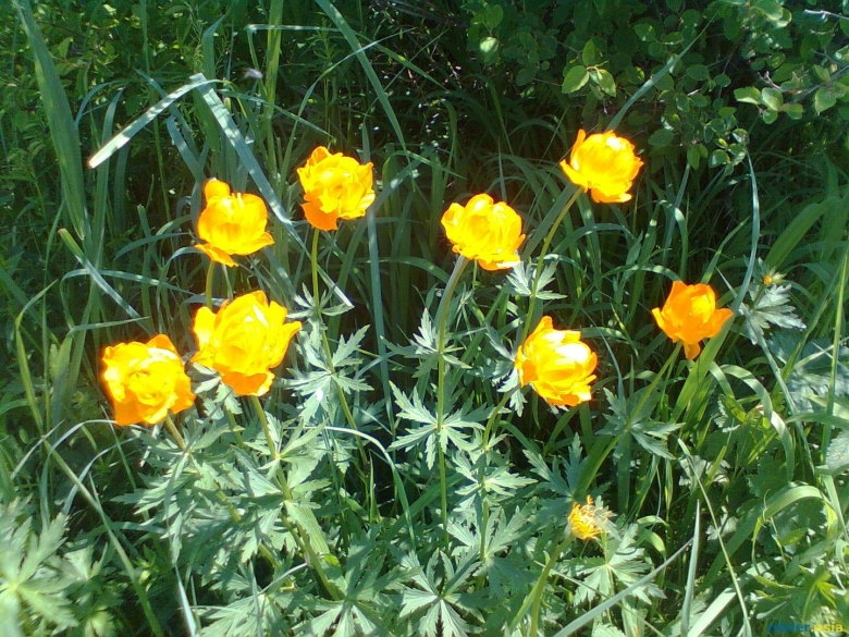 Алтайская купальница цветок