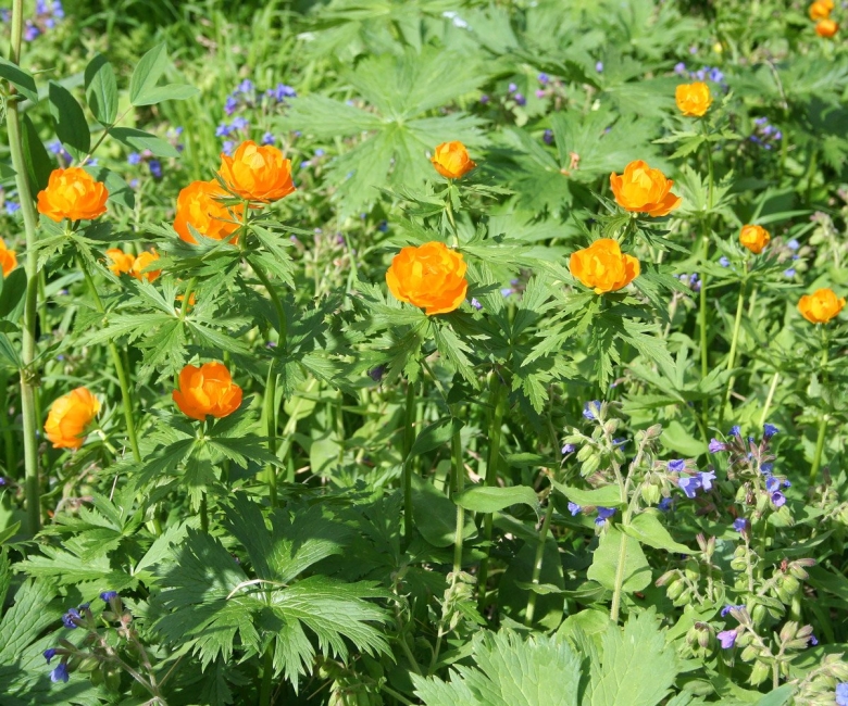 Trollius altaicus