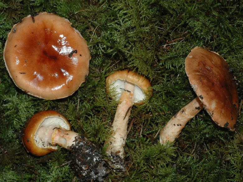 Мокруха Еловая масленок