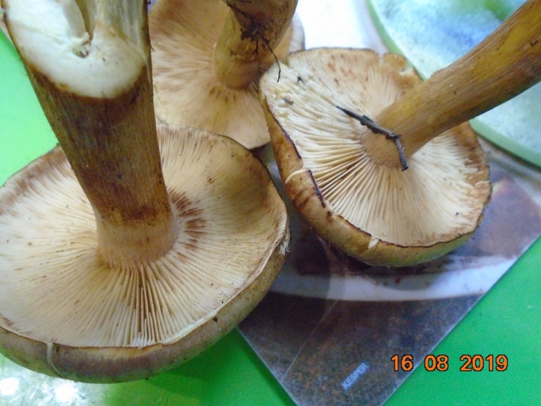 Грибы похожие на маслята но пластинчатые