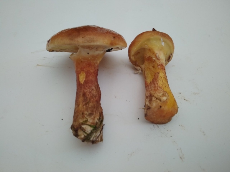 Грибы маслята ложные