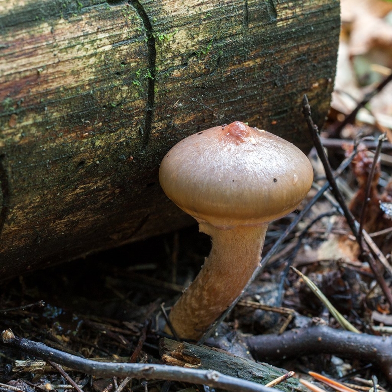 Гриб мокруха пурпуровая