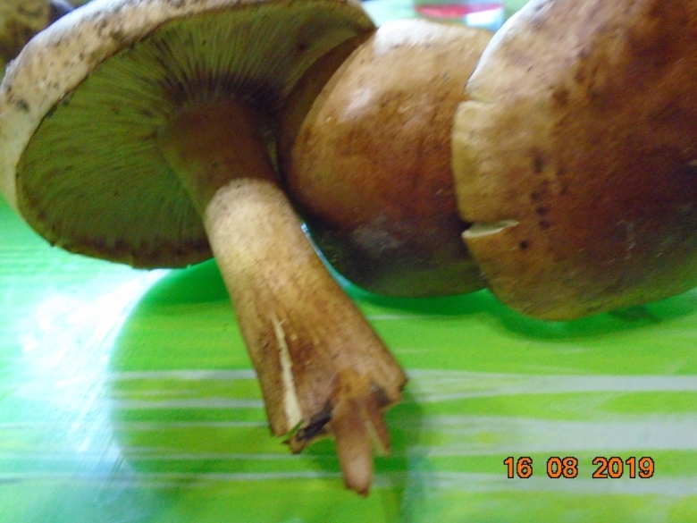 Гриб похожий на масленок