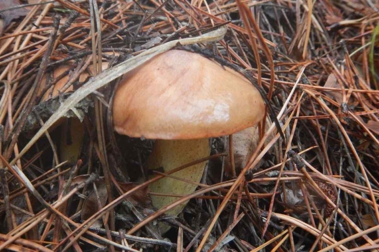 Гриб маслёнок ложный