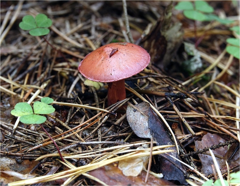 Гриб мокруха пурпуровая