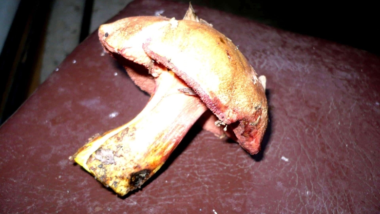 Перечный гриб рубиновый