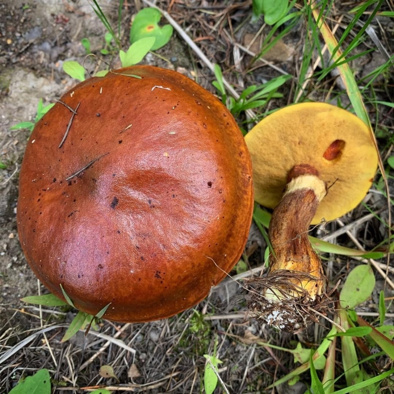 Лиственничный масленок гриб