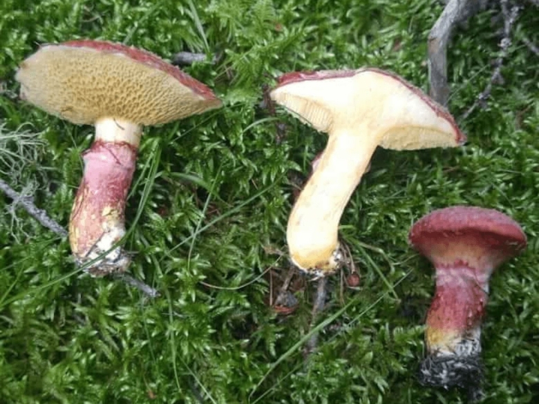 Маслёнок примечательный