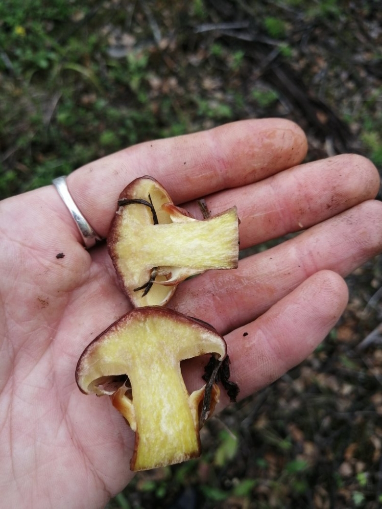 Моховик лиственничный