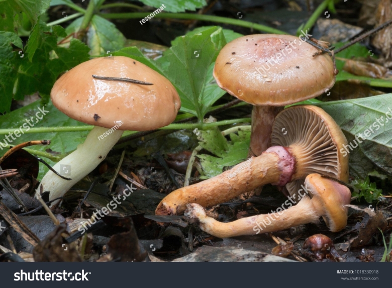 Грибы маслята ложные