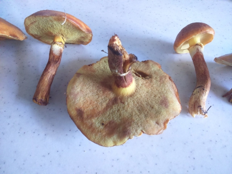 Лиственничный масленок гриб