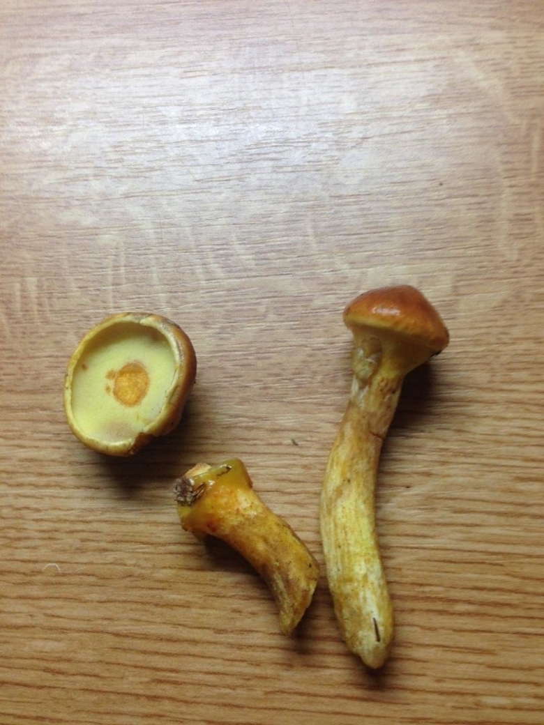 Маслята грибы маленькие