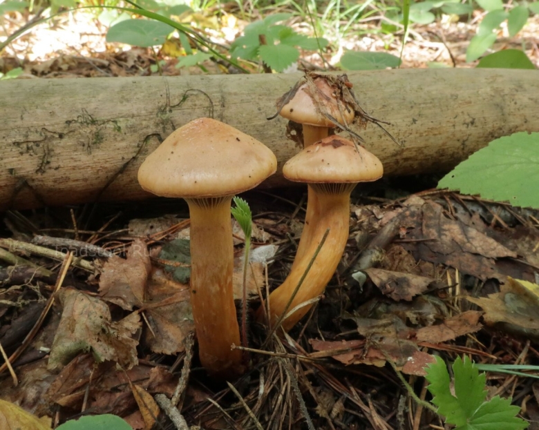 Гриб мокруха пурпуровая