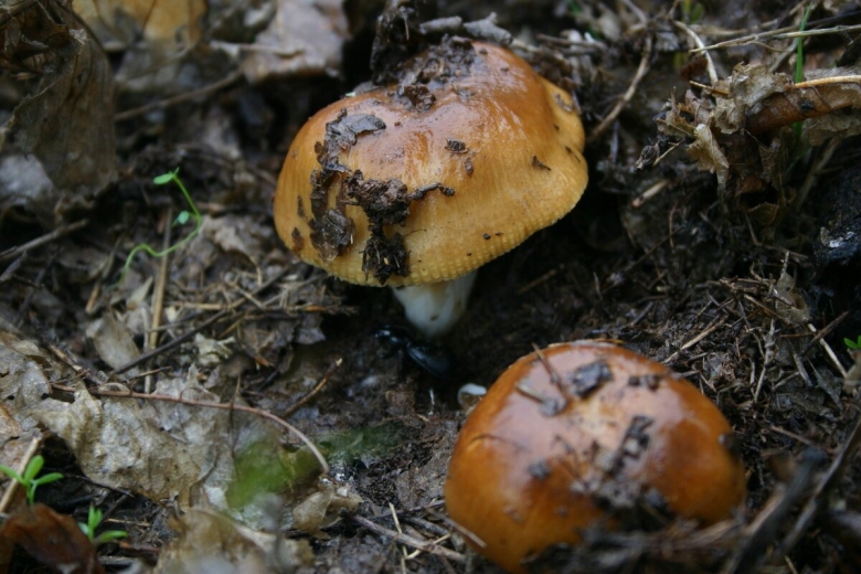 Грибы пластинчатые валуи