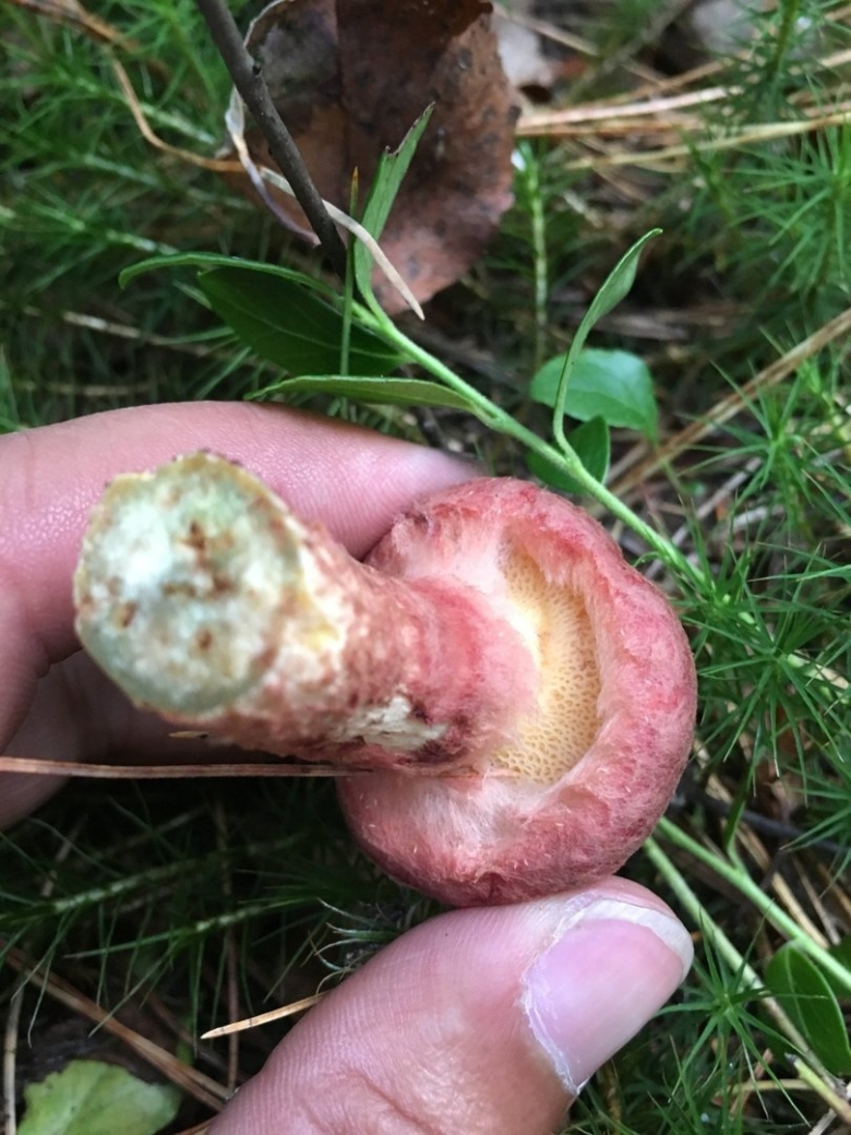 Гриб маслёнок ложный