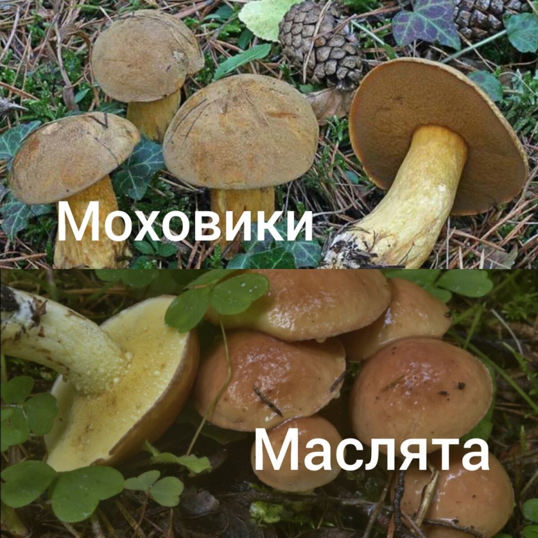 Масленок трубчатый или пластинчатый гриб