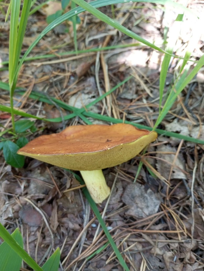 Гриб моховик