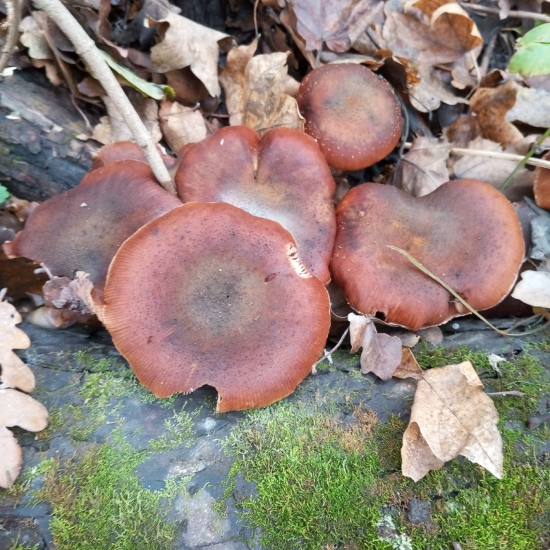 Гриб млечник горькушка